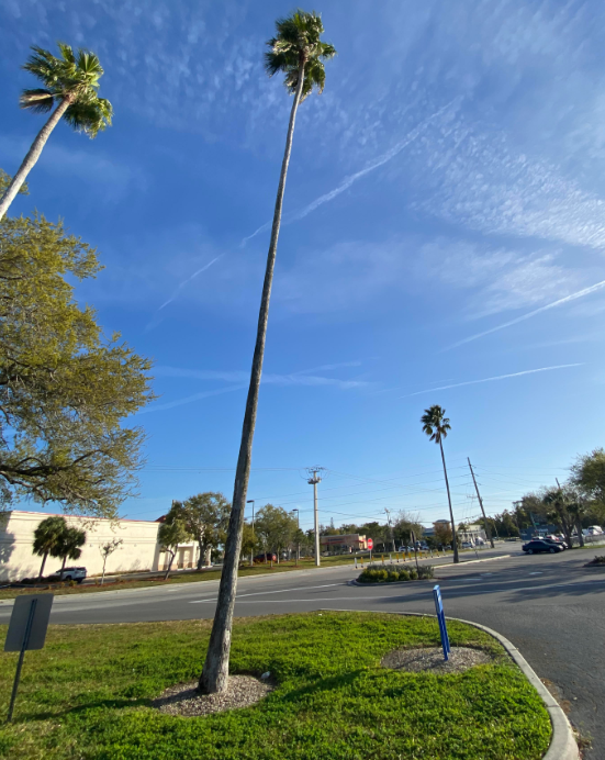 Tall skinny palm tree