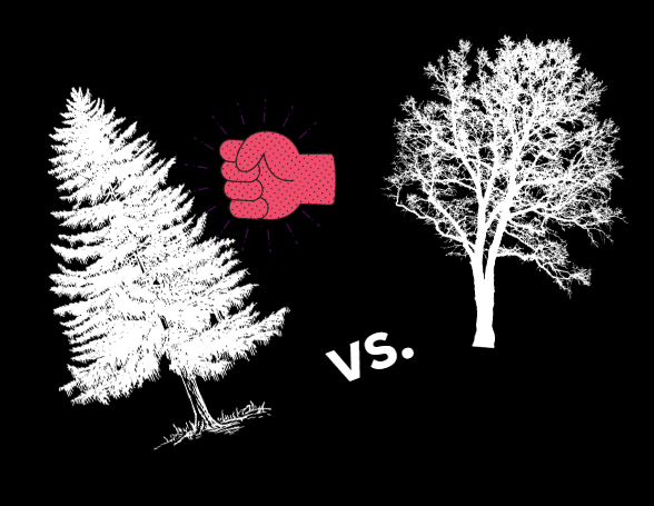 pines vs. maples