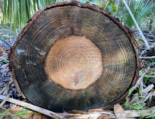 pines vs. maples... er...hardwoods...or maybe palms?